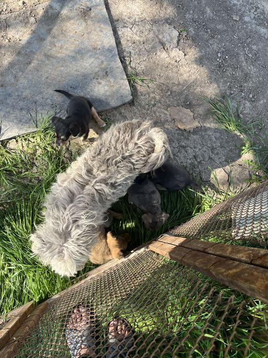 Шенок ,күшік мәшкі званок