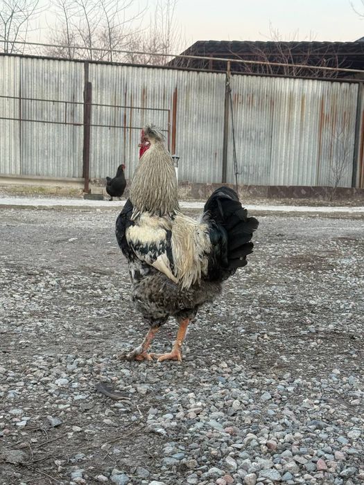 Петух   хохлатый