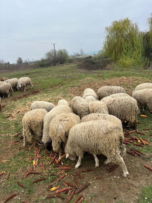 Vând Oi de carne cu miei