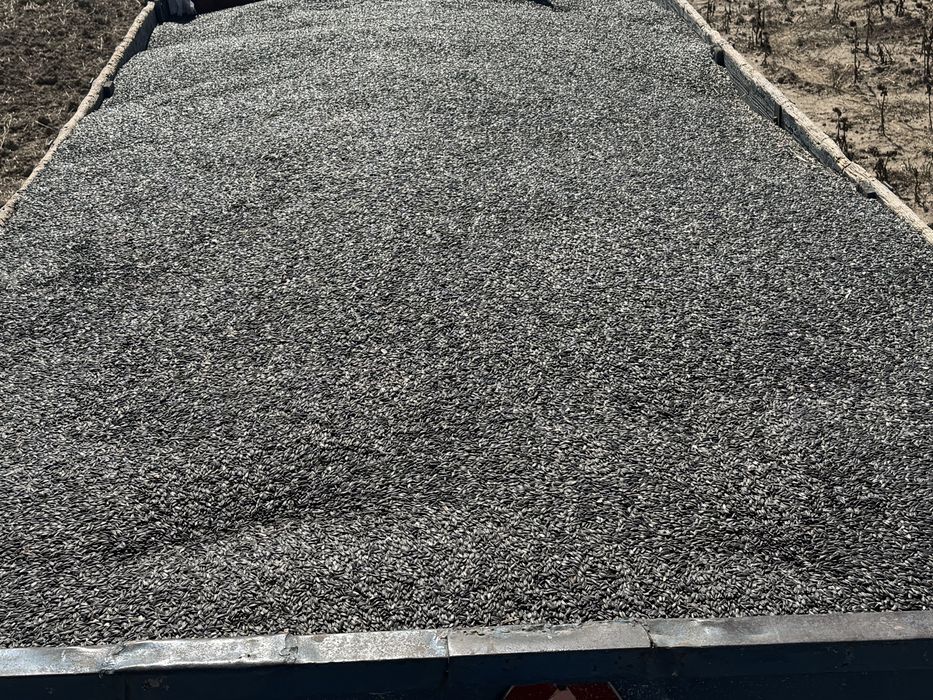 Vand floarea soarelui prod 2026