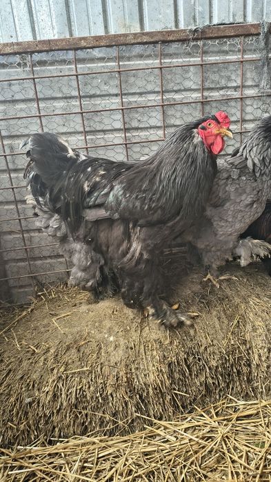 Vând cocoși Brahma