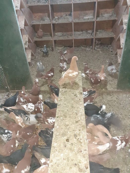 Porumbei voiajori germani