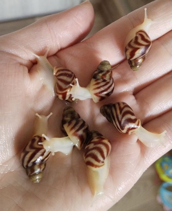 ulitka axatina Retikulyata albinos bolasi, ретикулята альбинос, ретик