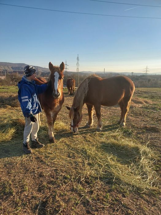 Mănza de vanzare  ,6 luni