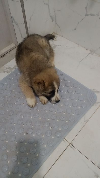 Alabay kavkaz 45kunlik