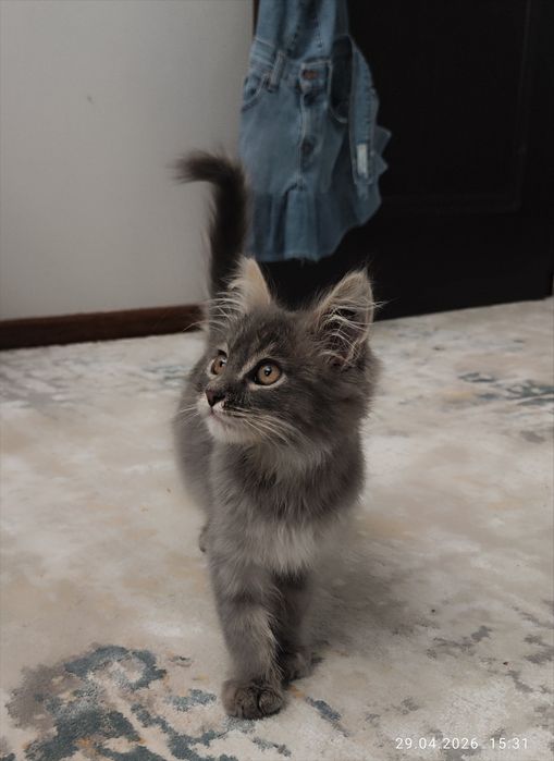 Котёнок мальчик, в добрые ответственные руки!