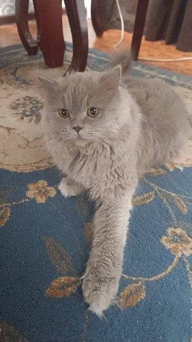Кошка британка длиношорсная