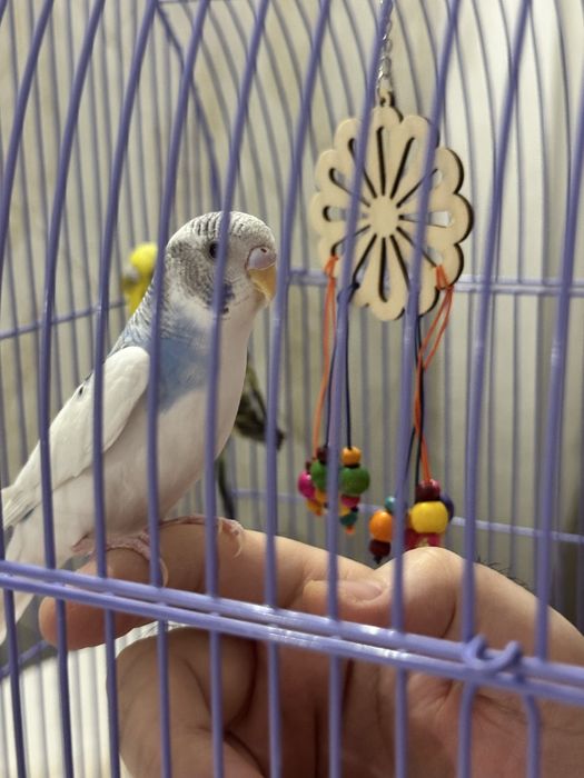 Волнистые попугаи