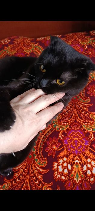 Отдадим британской породы кота .