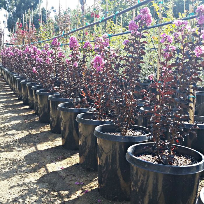 Хитойдан тугридан-тугри биринчи кул кучатлар