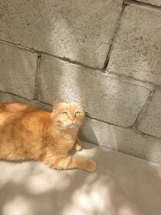 Кошка Волга ждет своего человека!