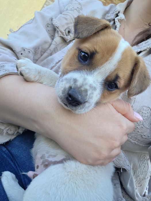 Две енергични мъжки Джак Ръселчета!