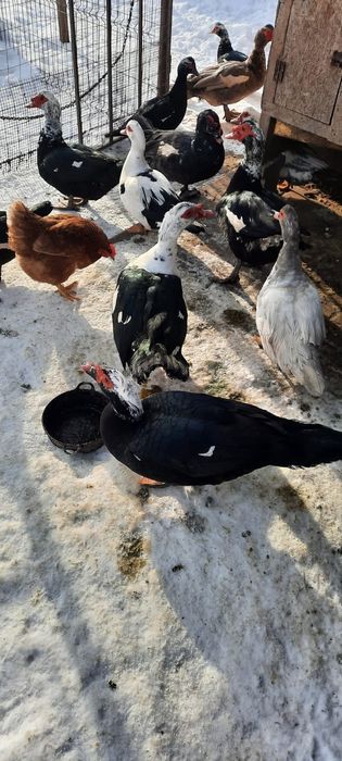 Rațe mute de vanzare