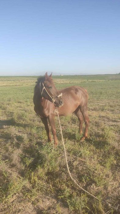 Ona bola biya sotiladi