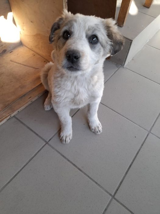 Отдам даром щенка