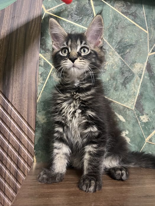 Продаю котят мейн кун