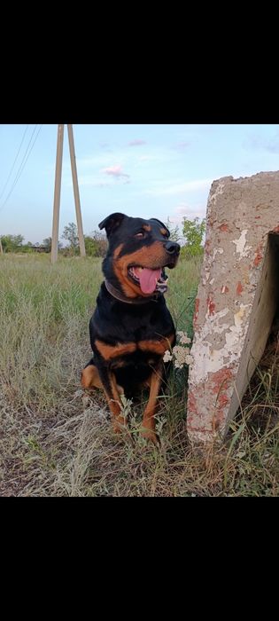 Потерялась собака !