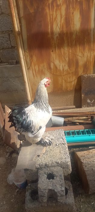 Brava xo'rozlar arzon narxda