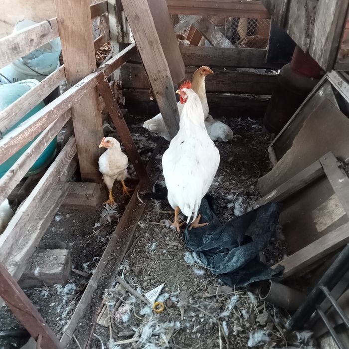 Продам петухов молодых