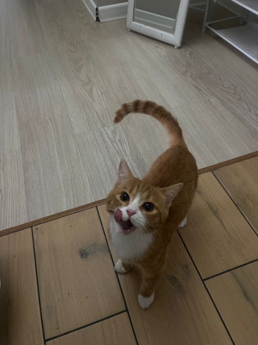 Кот кот кот кот кот кот кот кот кот