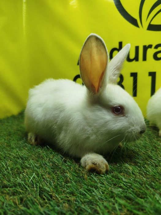 Куёнчалар сотилади