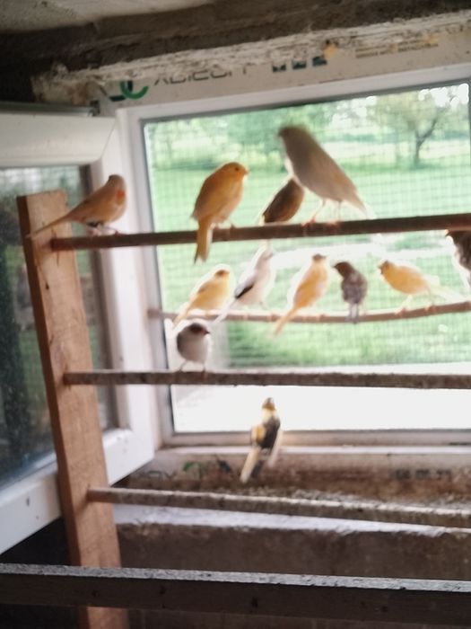 Vând canari timbrado