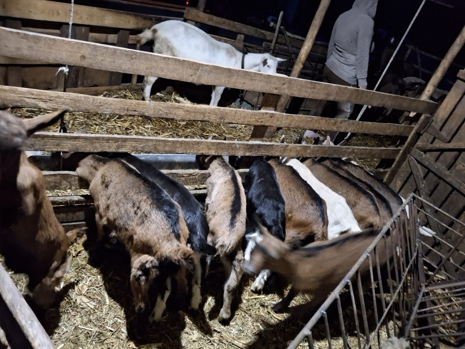 Iezi pentru reproducție