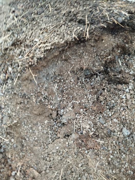 Сотилади куй гунги  1 коп нархи