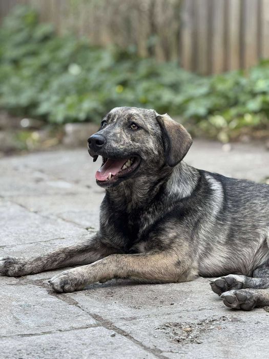 Куче 2 момичета и момче