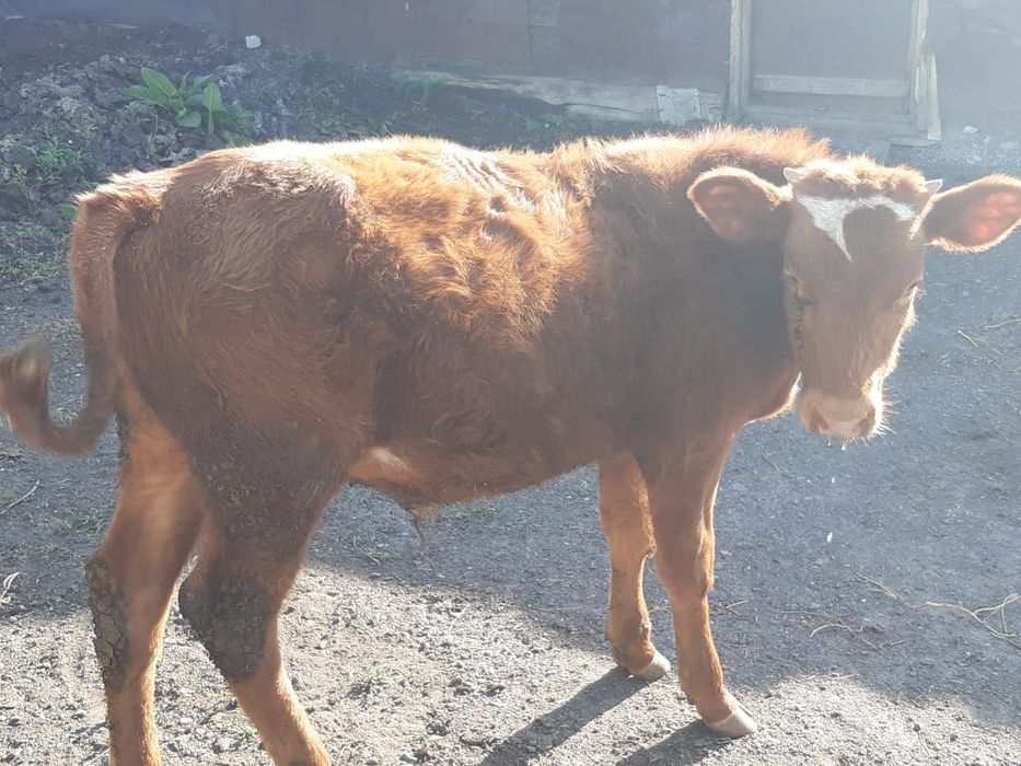 Продается бычок 6 месяцев за 250000т