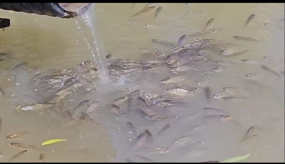 Crap puiet peste crap