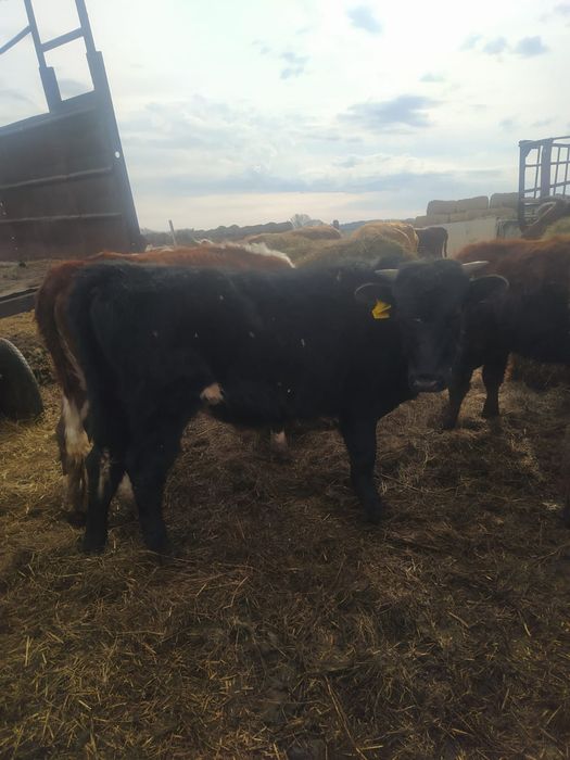 Продам  бычков годовалых 4 головы