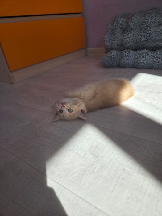 Отдам котят в самые добрые руки