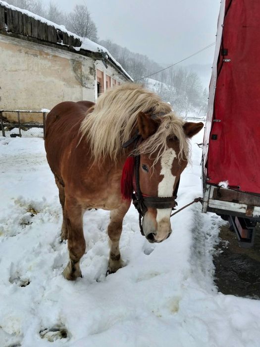 Vând mânz de trei ani jumate!