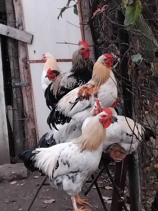 Cocoși frumoși  caută nouă!!!