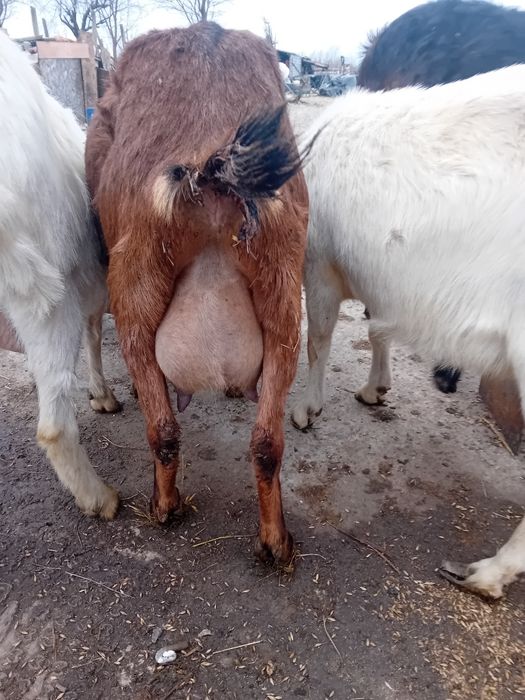 Alpina franceza fatata