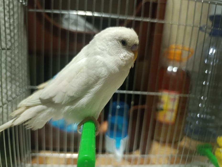 Tuti qush bor qafasi bilan
