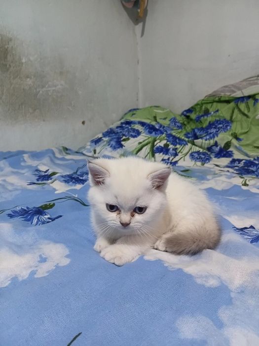 Продаються котята