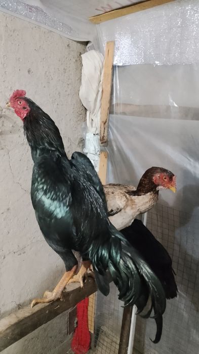 Декан вьетнам шөже