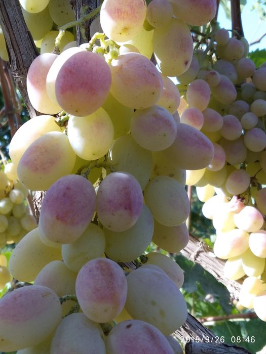 Uzum bor haladinikda