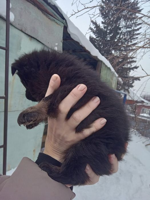 Отдам в хорошие ручки