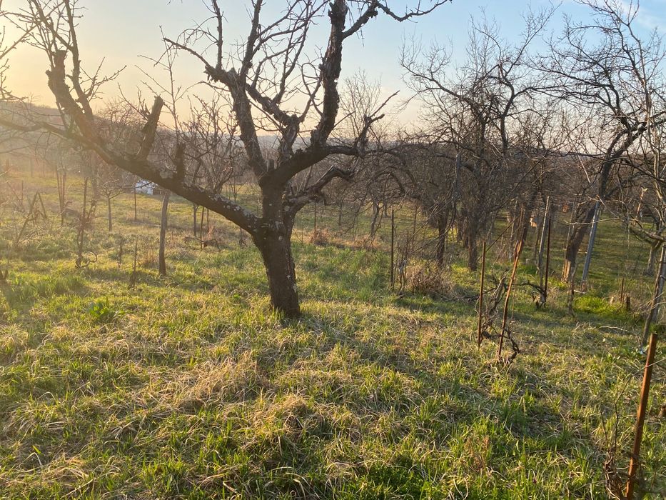 Casa cu teren de vânzare