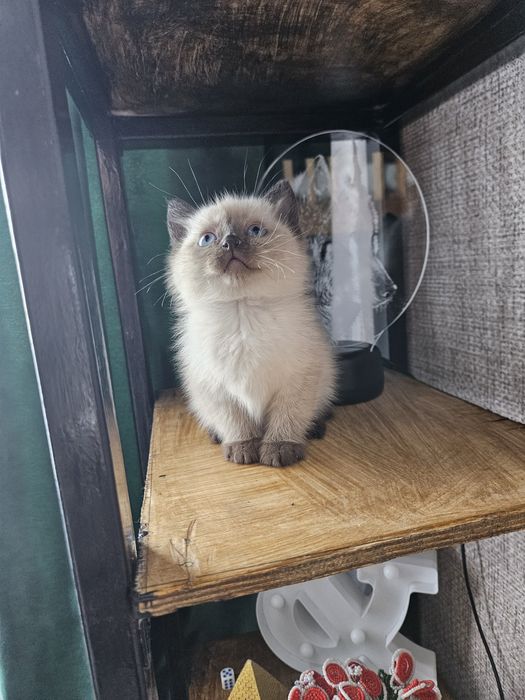 Отдам котёнка мальчик