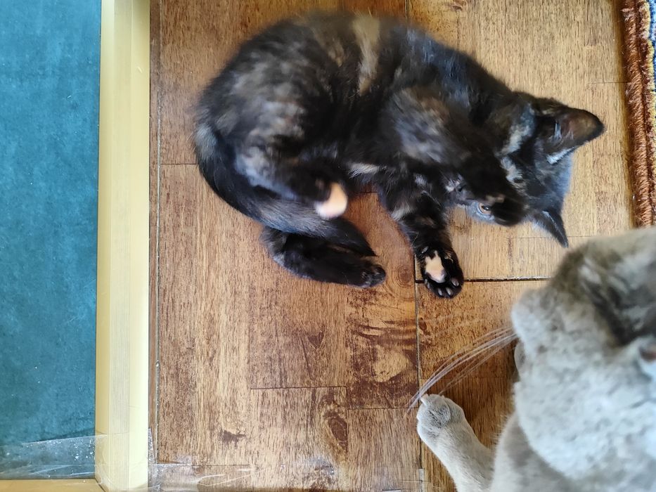 Котенца - късокосмести Британски