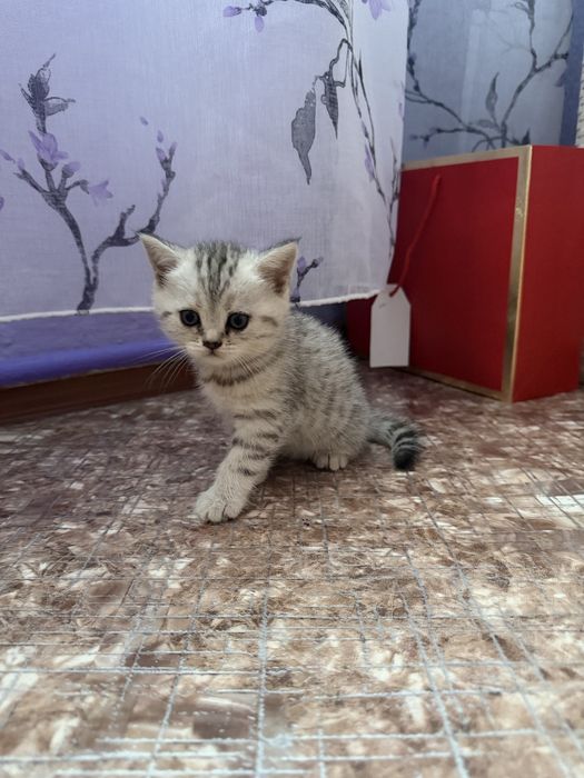 Продам котят. Шотландцы