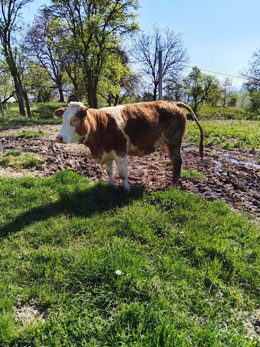 Juninca baltata romaneasca