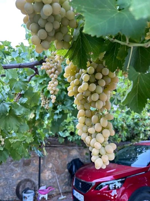 Butasi de vită de vie de anul 2 și de anul 3