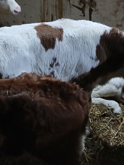 Taurasi Baltati între 3 și 5 saptamani