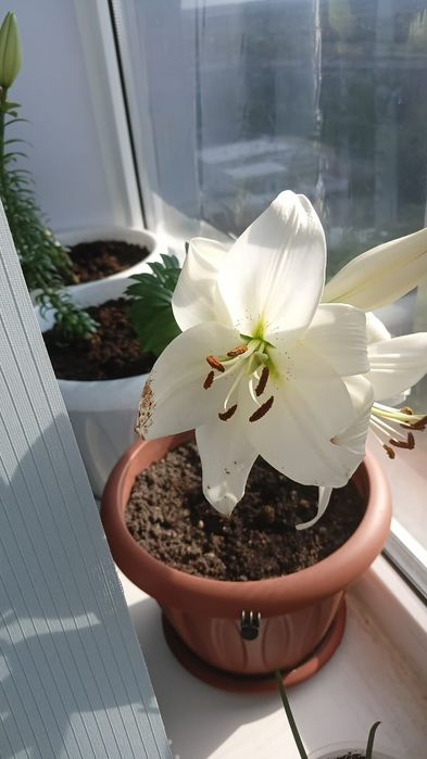 Лилии ,цветение белое