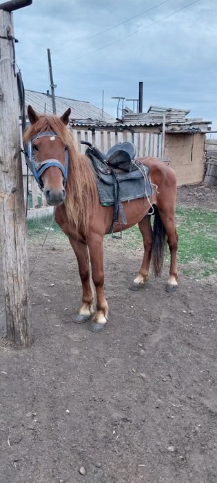 Продам жеребца. Айғыр сатылады.